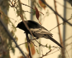 Melaniparus niger ravidus