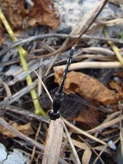 Diplacodes lefebvrii