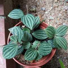 Peperomia tetragona