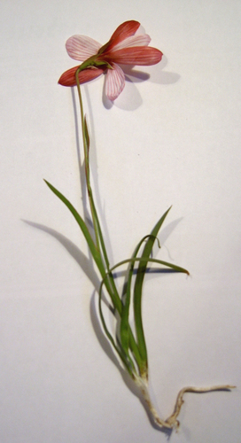Geissorhiza roseoalba