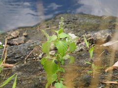 Basilicum polystachyon