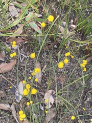 Acacia willdenowiana