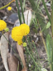 Acacia willdenowiana