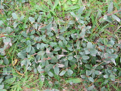 Salix repens