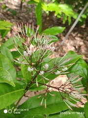 Ixora nigricans