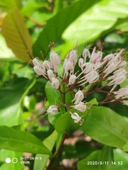 Ixora nigricans