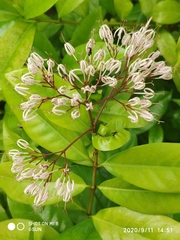 Ixora nigricans