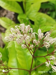 Ixora nigricans