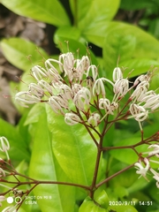 Ixora nigricans