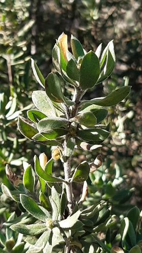 Image of Persoonia rigida by (c) Matthew Lincoln, some rights reserved (CC BY)