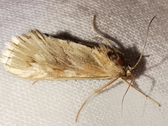Cynaeda dentalis