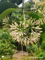 Ixora grandifolia
