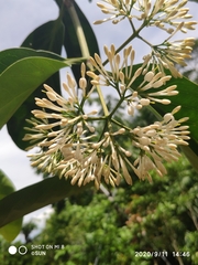 Ixora grandifolia
