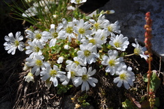Cerastium uniflorum