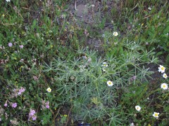 Petrorhagia nanteuilii