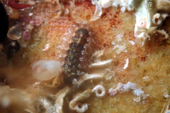Acanthochitona