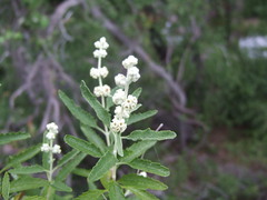 Buddleja racemosa