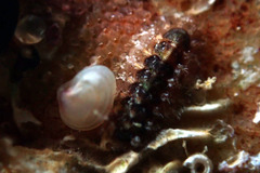 Acanthochitona