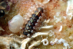 Acanthochitona