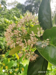 Ixora grandifolia