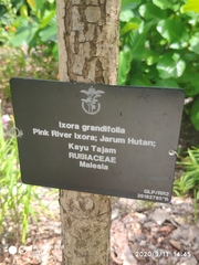 Ixora grandifolia