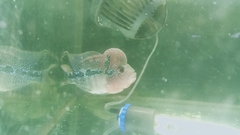 Amphilophus labiatus × cichlasoma trimaculatum