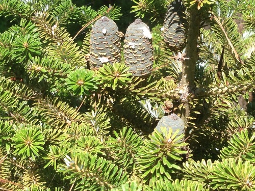 Korean fir (Abies koreana)