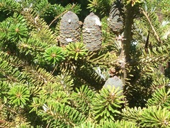 Abies koreana