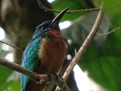 Jacamerops aureus