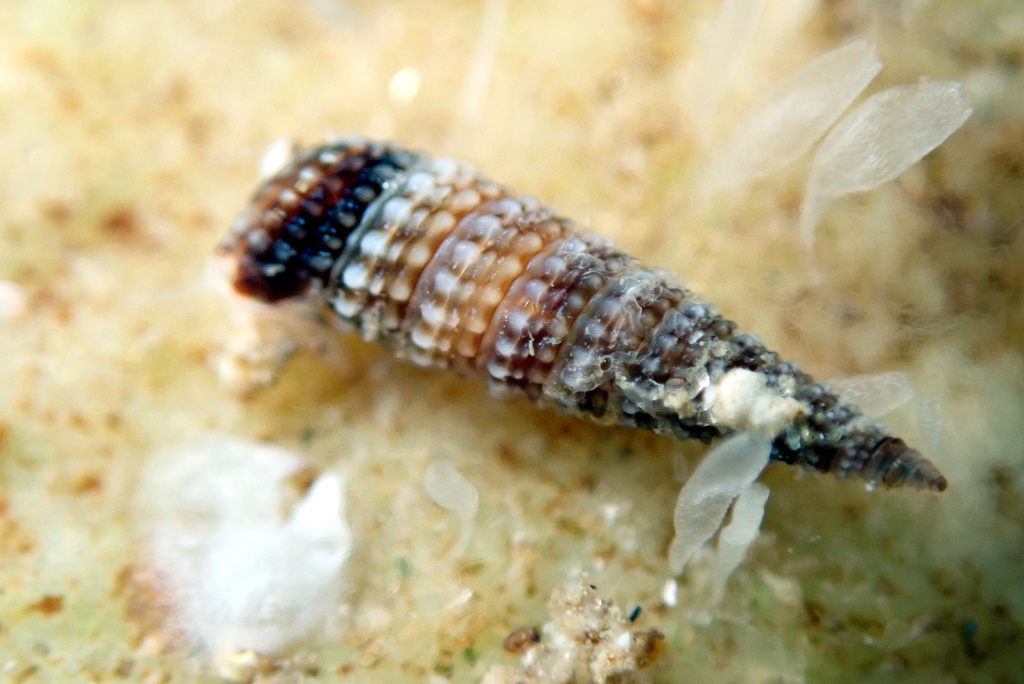 Hedleytriphora
