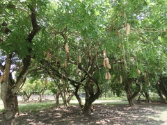 Kigelia