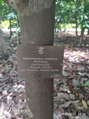 Stelechocarpus cauliflorus