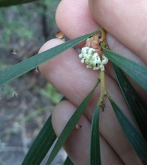 Hakea dactyloides