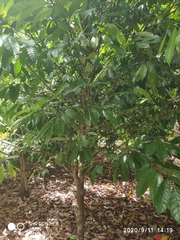 Stelechocarpus cauliflorus