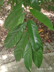 Stelechocarpus cauliflorus