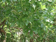 Kigelia