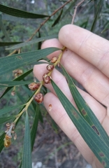 Hakea dactyloides