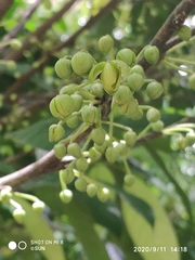 Stelechocarpus cauliflorus