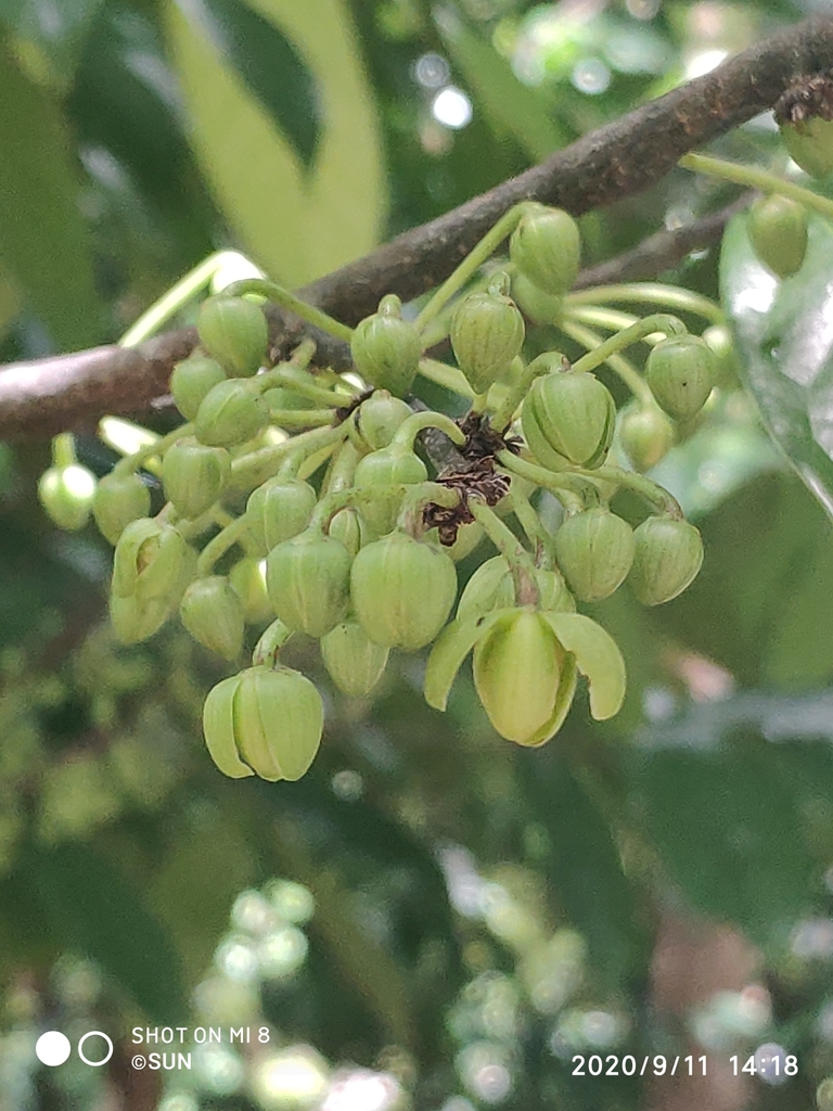 Stelechocarpus cauliflorus (Stelechocarpus cauliflorus)