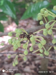 Stelechocarpus cauliflorus