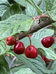 Cotoneaster rehderi