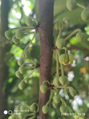 Stelechocarpus cauliflorus