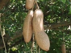 Kigelia