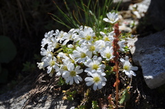 Cerastium uniflorum