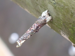 Pagodiella