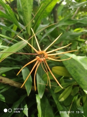Bulbophyllum makoyanum