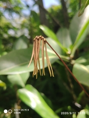 Bulbophyllum makoyanum