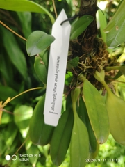 Bulbophyllum makoyanum