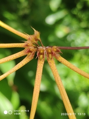 Bulbophyllum makoyanum