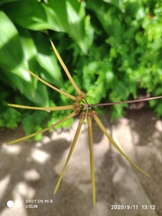Bulbophyllum makoyanum